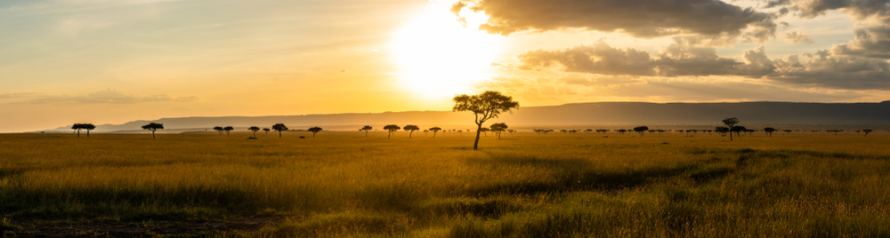 a,panoramic,view,on,the,masai,mara,while,sunset